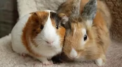 Можно ли держать морских свинок и кроликов в одном вольере?